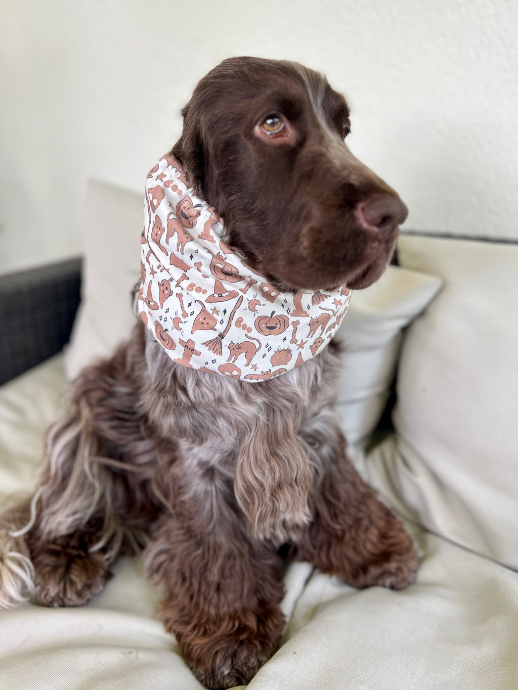 Snood in Jersey Halloween