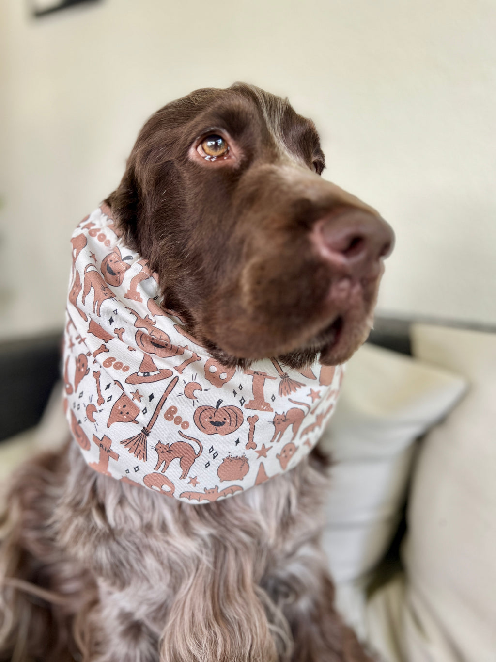 Snood in Jersey Halloween